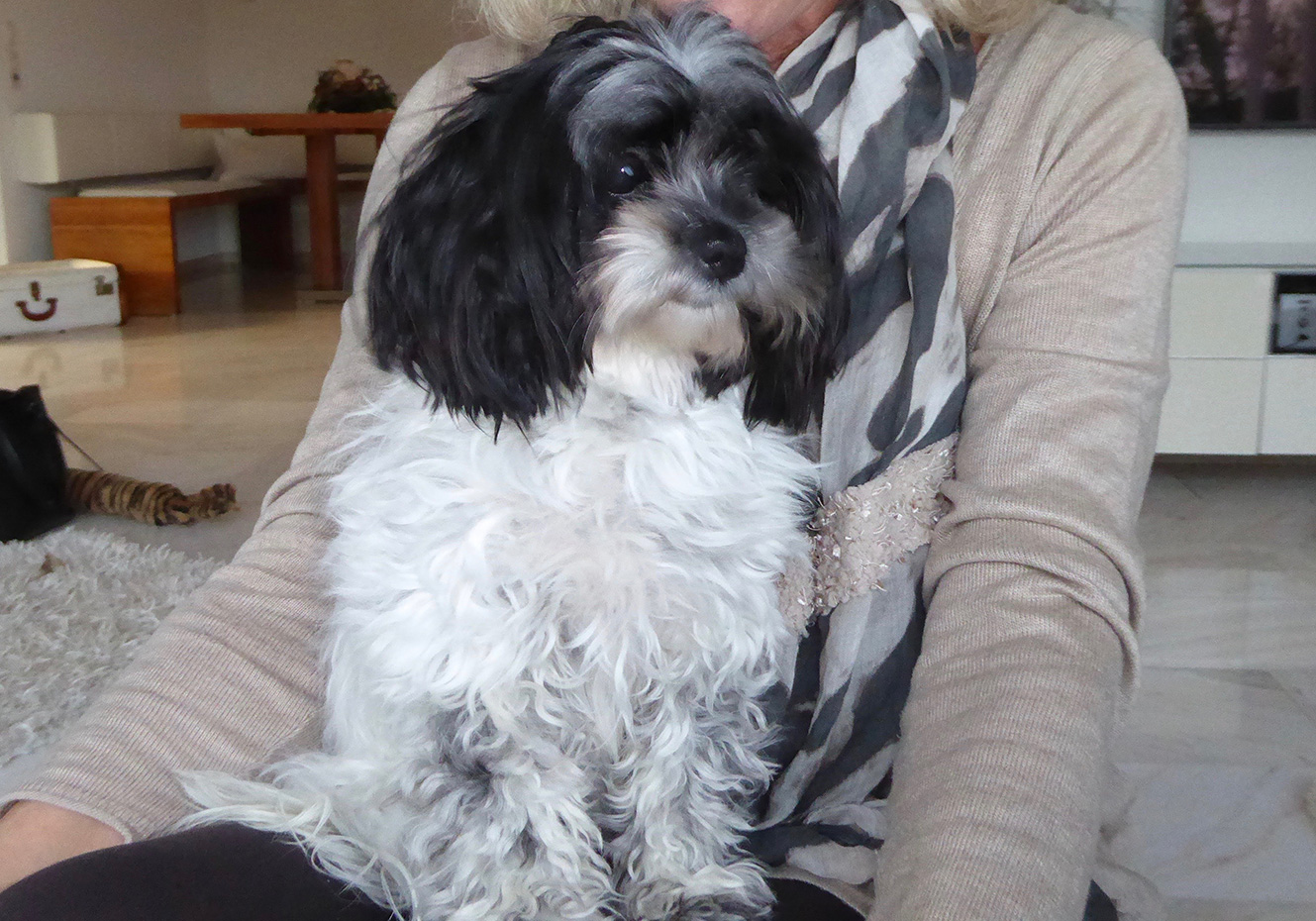 comprar cachorros sanos, baratos y asequibles para la venta